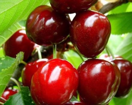 Descrizione e caratteristiche delle varietà di ciliegie Izobilnaya, vantaggi e svantaggi, coltivazione