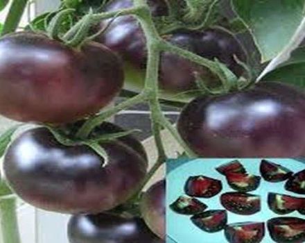 Descripción de la variedad de tomate Black Pearl, características de cultivo y cuidado.