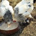 Nejlepší způsob krmení kuřat v zimě a vytvoření normální stravy doma