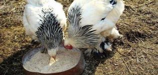 Der beste Weg, um Hühner im Winter zu füttern und sich zu Hause normal zu ernähren