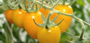 Description de la variété de tomate Golden rain yellow