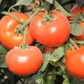 Opis sorte rajčice Axiom f1, njegove prednosti i uzgoj