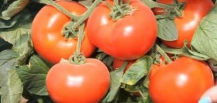 Beschrijving van de tomatenvariëteit Axiom f1, de voordelen en de teelt ervan
