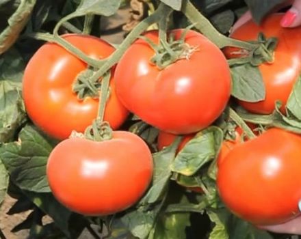 Beschrijving van de tomatenvariëteit Axiom f1, de voordelen en teelt ervan