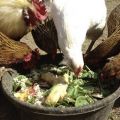 Is het mogelijk om kippen rode bieten en voedingsregels te geven