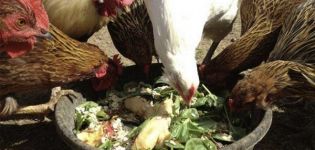 Tavuklara kırmızı pancar ve beslenme kuralları vermek mümkün mü