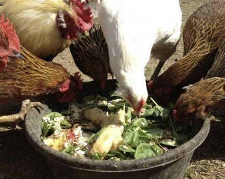 És possible donar a les gallines remolatxa vermella i regles d’alimentació