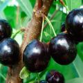 Vyšnių-vyšnių hibrido Nochka aprašymas, kunigaikščio savybės ir auginimo regionai