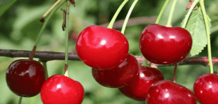 Description and characteristics of the yield of the Zhivitsa cherry variety and cultivation features