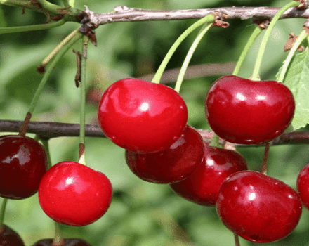 Description and characteristics of the yield of the Zhivitsa cherry variety and cultivation features