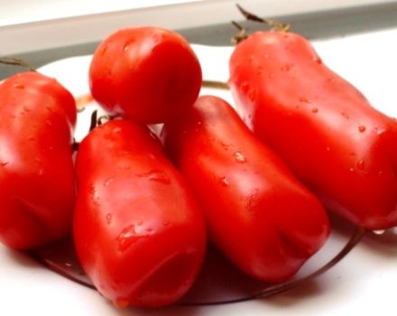 Characteristics and description of the tomato variety Auria (Manhood), its yield