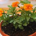 Ist es möglich, Ringelblumen zu Hause zu züchten und Regeln für die Pflege einer Topfpflanze im Winter