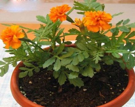 Er det muligt at dyrke ringblomster derhjemme og regler for pleje af en potteplante om vinteren