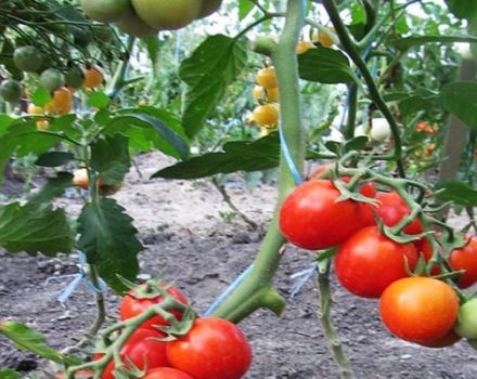 Beskrivelse af tomatsorten Sukker, dens udbytte og dyrkning