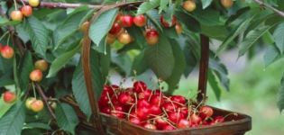 Descripció i característiques de les varietats de cireres dolces Julia, pol·linitzadors, plantació i cura