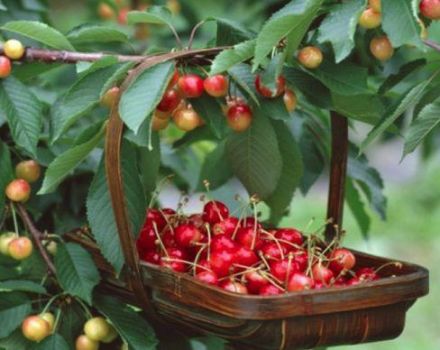 Saldžiųjų vyšnių veislių „Julia“ aprašymas ir savybės, apdulkintojai, sodinimas ir priežiūra