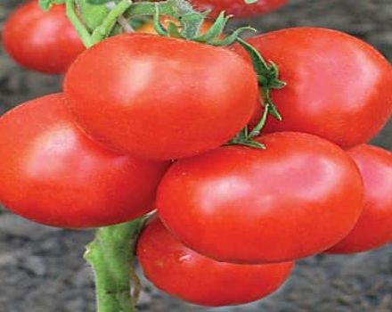 Description of the tomato variety Lord of the Steppes and its characteristics
