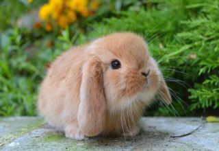 Údržba a starostlivosť o dekoratívneho králika doma pre začiatočníkov