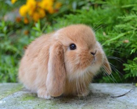 Onderhoud en verzorging van een decoratief konijn thuis voor beginners