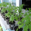 Najlepsze dni na sadzenie sadzonek pomidorów zgodnie z kalendarzem księżycowym w 2020 roku