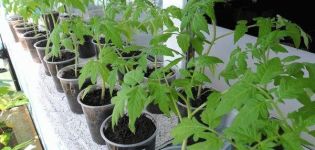 The best days for planting tomato seedlings according to the lunar calendar in 2020