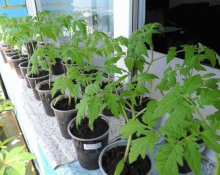 Die besten Tage zum Pflanzen von Tomatensämlingen nach dem Mondkalender im Jahr 2020