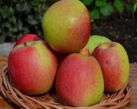 Opis odrody jabĺk Scala, hlavné charakteristiky a recenzie záhradníkov