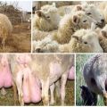 Arten und Symptome von Mastitis bei Schafen, Behandlung und Vorbeugung zu Hause