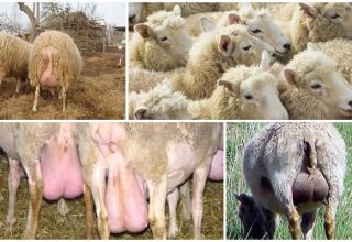 Druhy a príznaky mastitídy u oviec, domáca liečba a prevencia