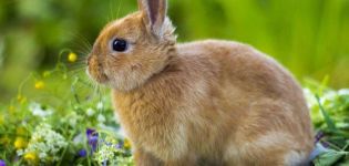 Description and nature of colored dwarf rabbits, content