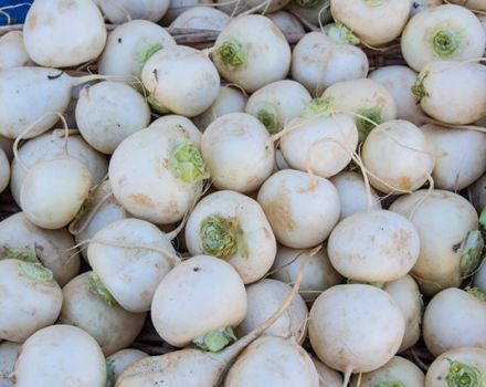 Rules for storing turnips for the winter in an apartment or cellar, how to freeze a vegetable