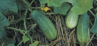 Beskrivning av gurkasorter Lukhovitskie, egenskaper och odling