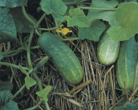 Beschreibung der Gurkensorten Lukhovitskie, Eigenschaften und Anbau