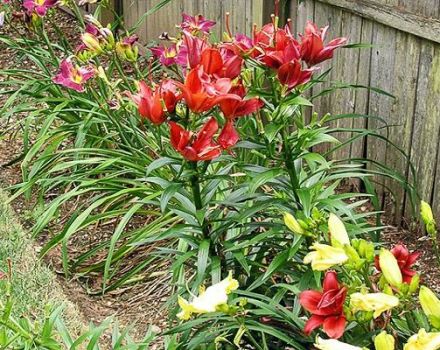 Why do you need to transplant lilies to another place and when is it better to do it