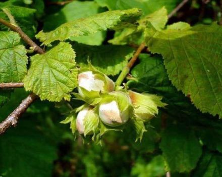 Popis a charakteristika lískových ořechů Trebizond, pěstitelských jemností