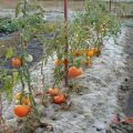 Quy tắc trồng cà chua ở Siberia và những giống tốt nhất cho điều kiện khắc nghiệt