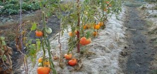 Normes per al cultiu de tomàquets a Sibèria i les millors varietats en condicions dures