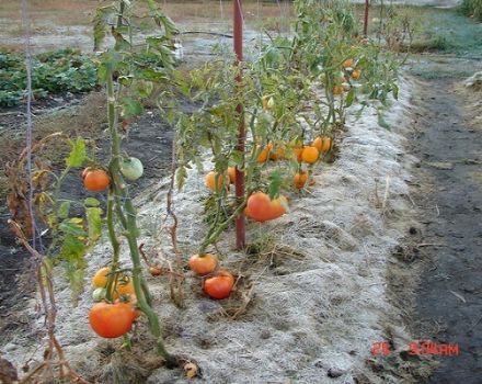 Quy tắc trồng cà chua ở Siberia và những giống tốt nhất cho điều kiện khắc nghiệt
