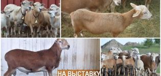 Katum-rodun lampaiden kuvaus ja ominaisuudet, sisällön ominaisuudet