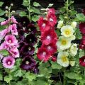 Characteristics and descriptions of varieties of garden mallow, planting and care features