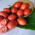 Opis odrody paradajok Salute, vlastnosti kultivácie a starostlivosti