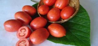 Mô tả giống cà chua Salute, đặc điểm gieo trồng và chăm sóc