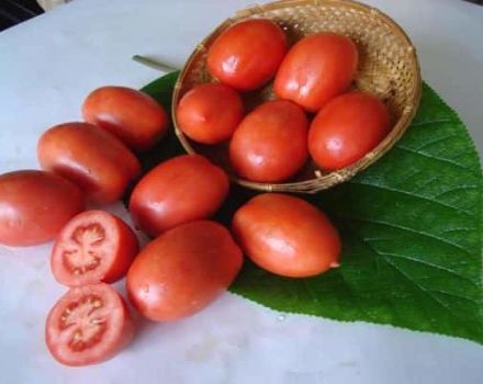 Beschrijving van de tomatensoort Salute, kenmerken van teelt en verzorging