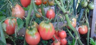 Charakteristika a popis odrůdy rajče Petrusha, její výnos