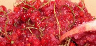 Step-by-step recipe for 5-minute redcurrant jam as jelly