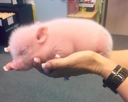 Yeni doğmuş domuz yavruları nasıl beslenir ve evde onlara nasıl bakılır