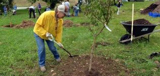 Wann und wie man eine Aprikose richtig an einen neuen Ort verpflanzt und Regeln für die Baumpflege