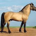 Vyatka-hevosrotujen kuvaus ja ominaisuudet sekä sisällön ominaisuudet