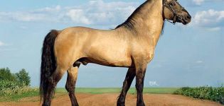 Vyatka-hevosrotujen kuvaus ja ominaisuudet sekä sisällön ominaisuudet