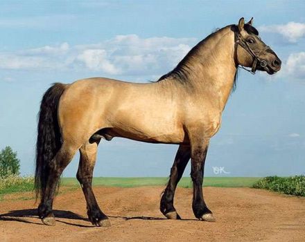 Mô tả và đặc điểm của giống ngựa Vyatka và đặc điểm của nội dung